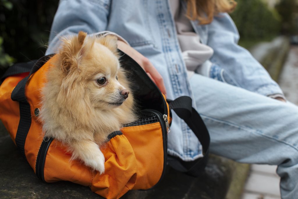 viajar com animais